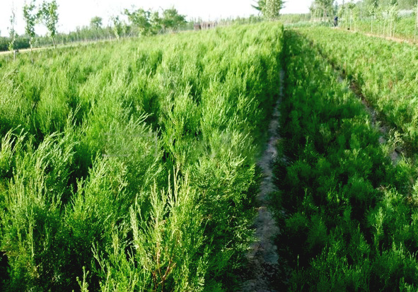 6204dbc5b95d2.jpg 側(cè)柏.jpg